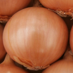 Cebula SV3557 ND F1 250 tyś. nasion st